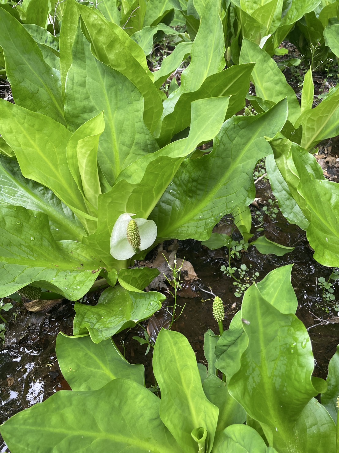 水芭蕉